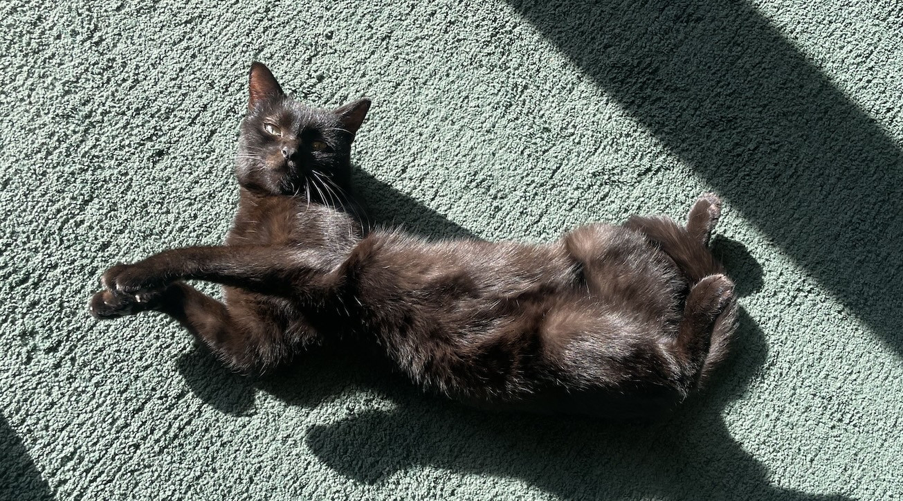 A black cat lays on its back on a green blanket, with its belly exposed to the sunlight.