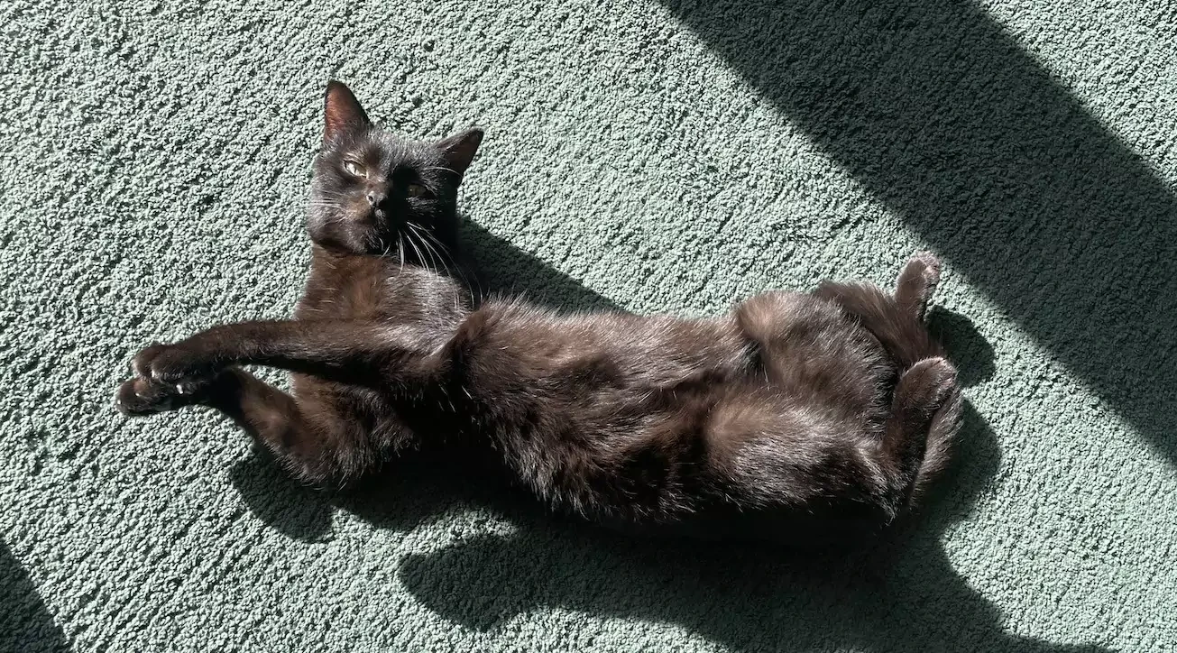 A black cat lays on its back on a green blanket, with its belly exposed to the sunlight. class: wide border-radius